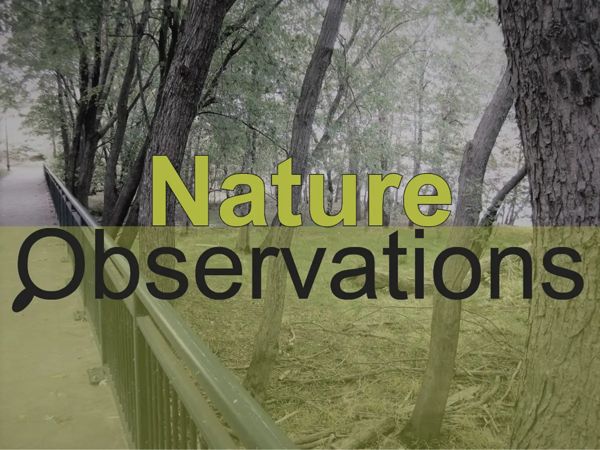 Nature Observation Program UMass Lowell